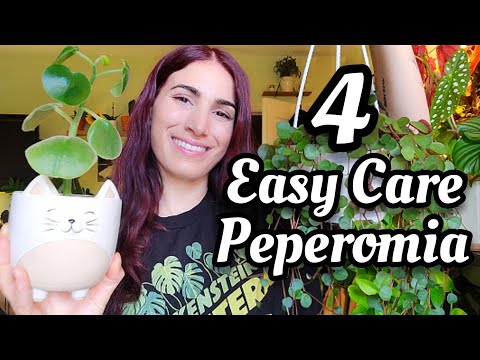 MY PEPEROMIA COLLECTION | 4 Easy Care Peperomia | you can't kill these because they're NOT Caperata🤣