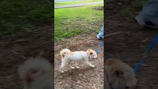 Video preview image #1 Mutt Puppy For Sale in Corona, CA, USA