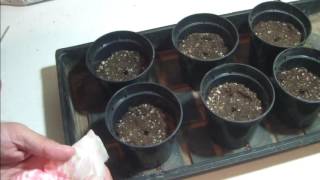The Marijuana Seed Germination Process (EASY METHOD)