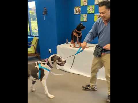 Quick training tips for working with the Freedom No-Pull Harness