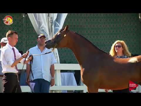 Elran Cup 2018 - Class 8