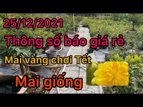 Mai vàng giá rẻ (0399235790 thi) thọ hươn, cúc Tân châu, đại Lộc, 60 k 5 cây bao ship