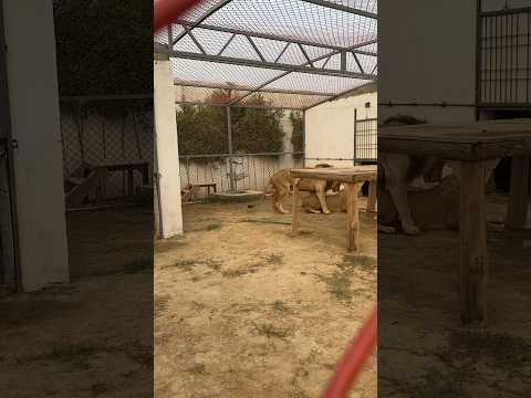 Meeting in lions 🦁❤️🙈