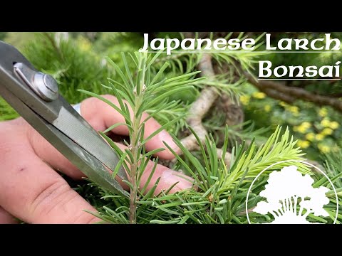 Japanese Larch Summer Prune - Greenwood Bonsai