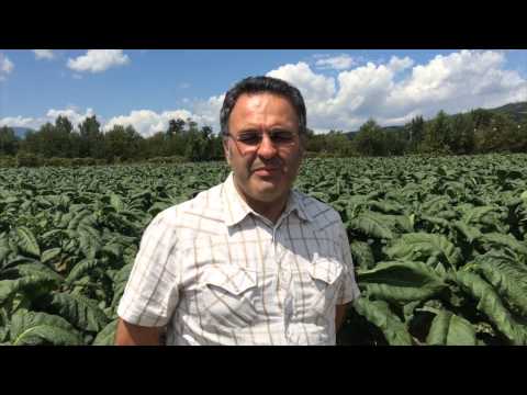 Compagnia Toscana Sigari - Mastro Tornabuoni