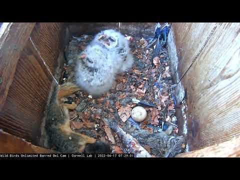 Owlet Cuddle Puddle Surrounded By Prey | WBU Barred Owl Cam – April 17, 2022