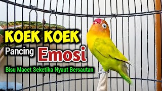 Download lagu LB Fighter Ngekek Panjang KOEK KOEK Bangkitkan Emosi, pancingan Lovebird Macet Bisu NYAUT seketika mp3