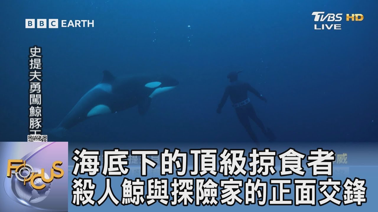 海底下的頂級掠食者 殺人鯨與探險家的正面交鋒