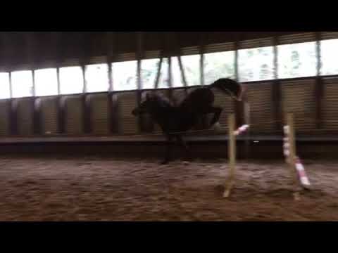 2jährige Stute von Saint Cyr x Exclusiv