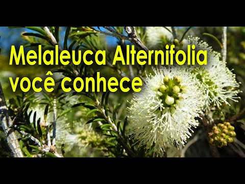 , title : 'Melaleuca Alternifolia você conhece esta Planta'