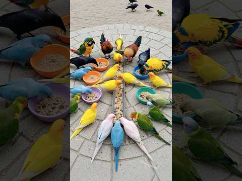 Bird Sound 🦜 Roosters, Crows & Colorful Talking Parrots Eat Together – It Might Make Your Day!