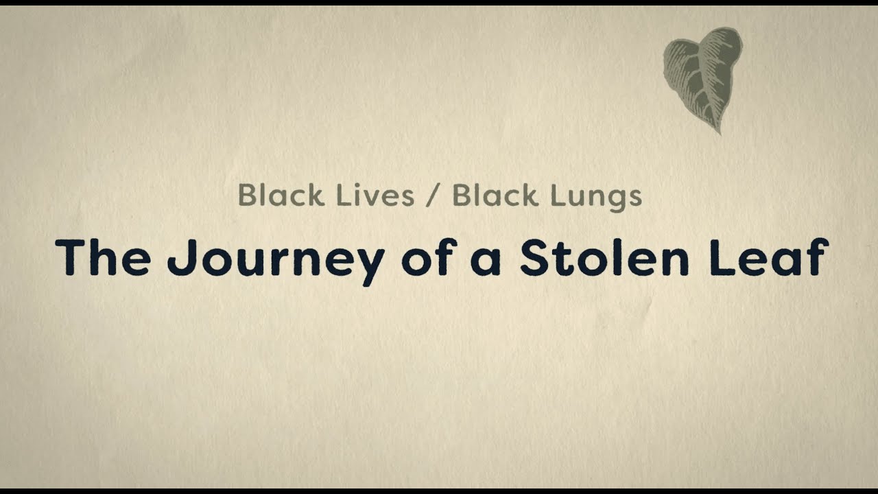 The Journey of a Stolen Leaf