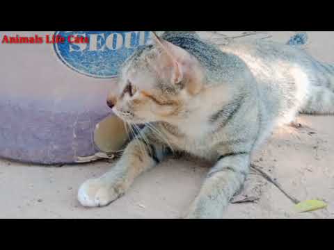 Cats and ducks chicken 🐓 playing