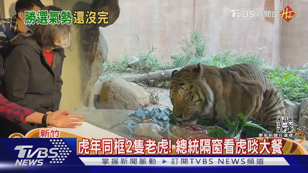 虎年同框2隻老虎! 總統隔窗看虎啖大餐