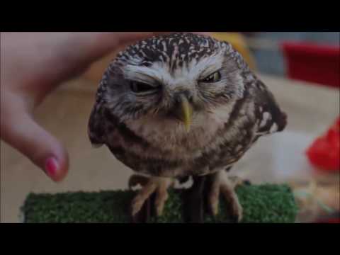 Cutest owl ever: northern saw whet owl (muted)