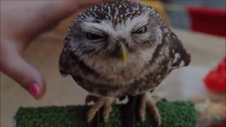 Cutest owl ever: northern saw whet owl (muted)