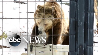 See how products are tested by bears to become certified 'bear-resistant'