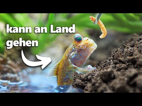 Ich Habe Einen Laufenden Fisch Als Haustier (wirklich)