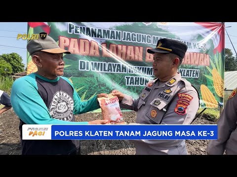 POLRES KLATEN TANAM JAGUNG MASA KE-3 DI LAHAN BAKU SAWAH GUNAKAN METODE TANPA OLAH TANAH