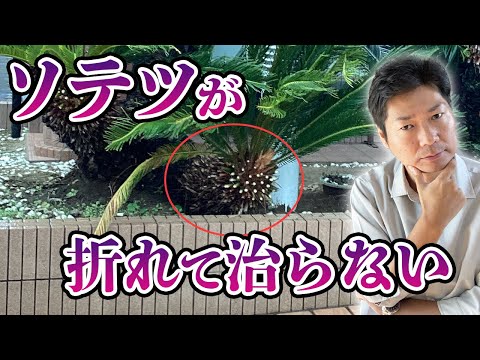 テキサス州ソテツ・レボルタ