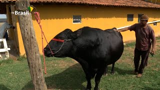 Miniatura do vídeo