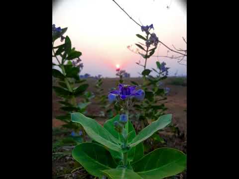 eklavya videography @eklavynature  #nature