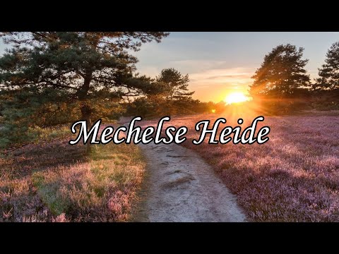 Eingangstor Mechelse Heide (Camping Salamander Maasmechelen)
