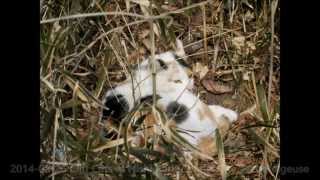 preview picture of video 'がけ猫 2014-02-26 Stray Cats at Nishi Park, Sendai City'