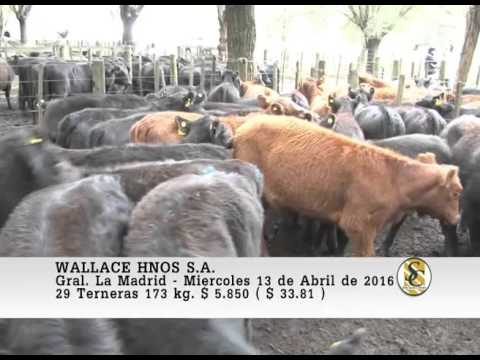 13-04-16 Venta de Hembras - Wallace Hnos S.A. - Gral La Madrid.