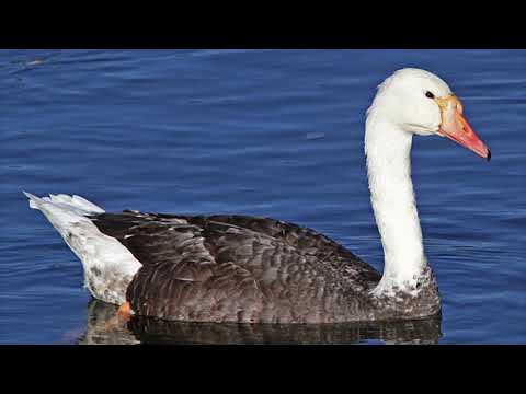 Sound Effects - Swoose (55 subscribers special)