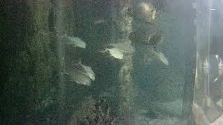 Vienna · Mariahilf · Shark Tank Webcam1 · Haus des Meeres Vienna live stream