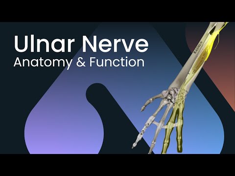 Ulnar Nerve: Anatomy & Function