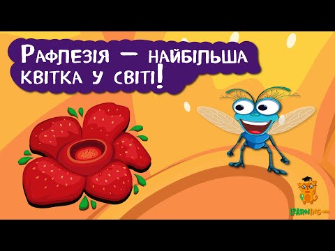 🍀 Дива природи. Явища навколо нас. Рафлезія Арнольда 🌏