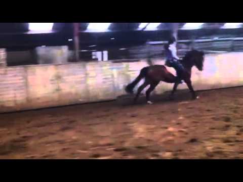 Coelenhage,s playboy