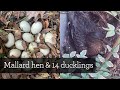 14 Mallard Duck Eggs To Ducklings From Laying To Leaving