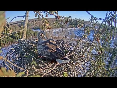 2015 02 16 16h02m kolm voi neli kotkast