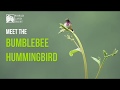 Ancient Forests - meet the Bumblebee Hummingbird