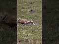 Discovery channel of animals race lion vs deer #shorts#travel#trending#discovery#youtube#like#share