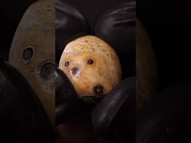 حجر عقيق داؤدي طبيعي