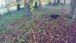 preview picture of video 'Tarn Does Baysgarth Park Nov2014 HD 1080p'