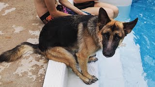 Dogs who fail at being dogs in 10 minutes 😁 Best Funniest Animal Videos