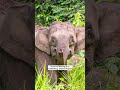 Nature Breaking Podcast Clip: Elephants with an elephant expert