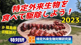 【ウチダザリガニ】特定外来生物を食べて駆除しよう！2023【福島県裏磐梯】