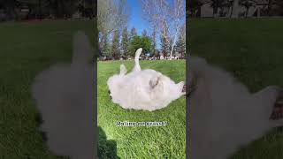 Download lagu Captured on Camera: Zoe the Great Pyrenees Bizarre Grass Spectacle!🐾 [Funny Dog Video] mp3