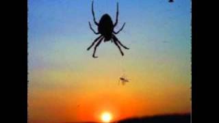 LEÆTHER STRIP : DEATH IS WALKING NEXT TO ME