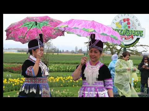 Skagit Valley Tulip Festival WA   Peb mus ncig saib paj nawb