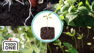 Seed Grows Wild! 🌱 | How Plants Grow for kids |  Science for kids