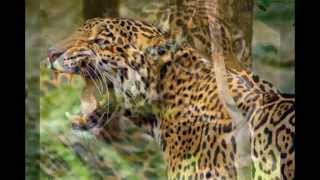 Jaguars -animal