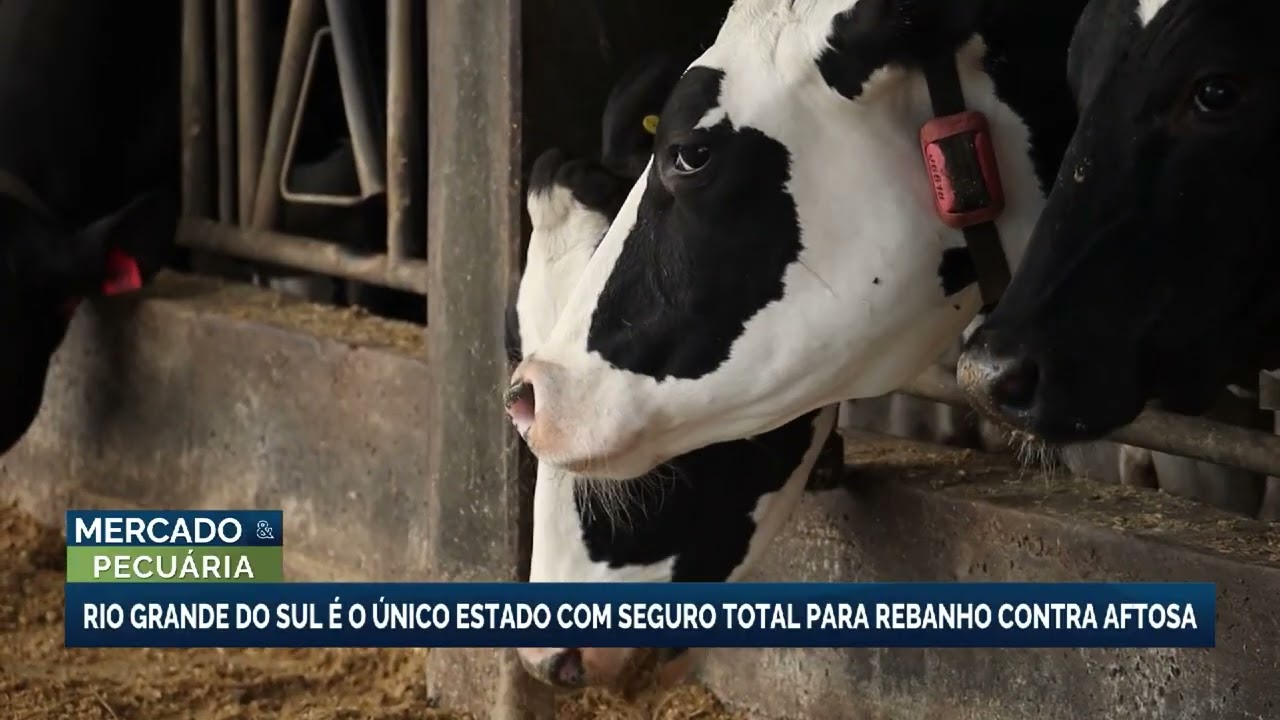Rio Grande do Sul é o único estado com seguro total para o rebanho bovino contra febre aftosa
