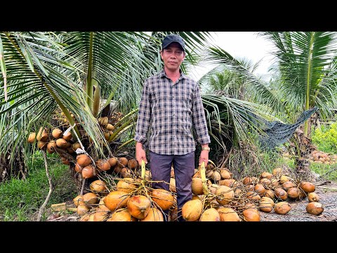 Giống dừa đứng đầu số 1 Bến Tre hiện nay, liên hệ Cơ sở Minh Hậu 0987639100